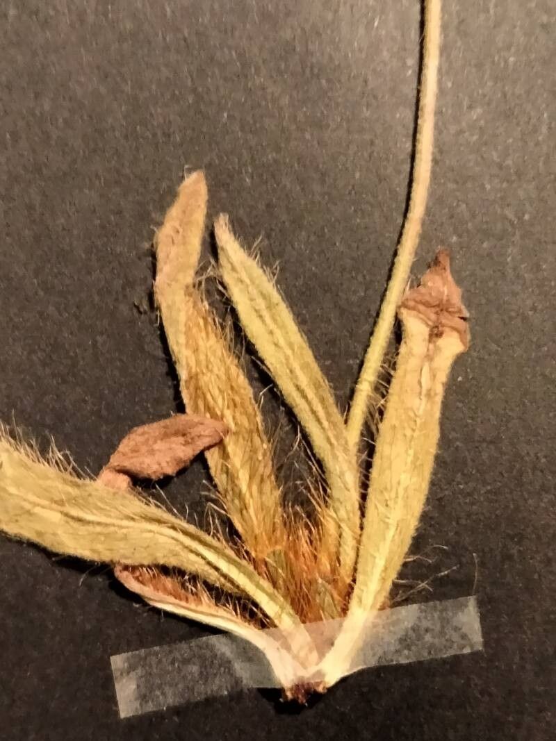 Pilosella corymbuloides — houseplant care guide