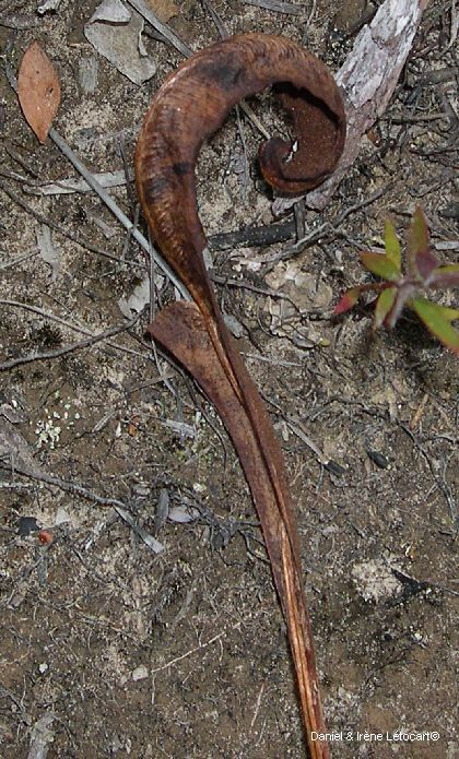 Elaphoglossum vieillardii leaf