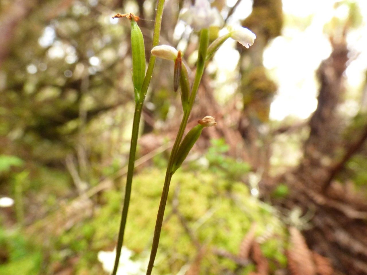 Cynorkis coccinelloides fruit