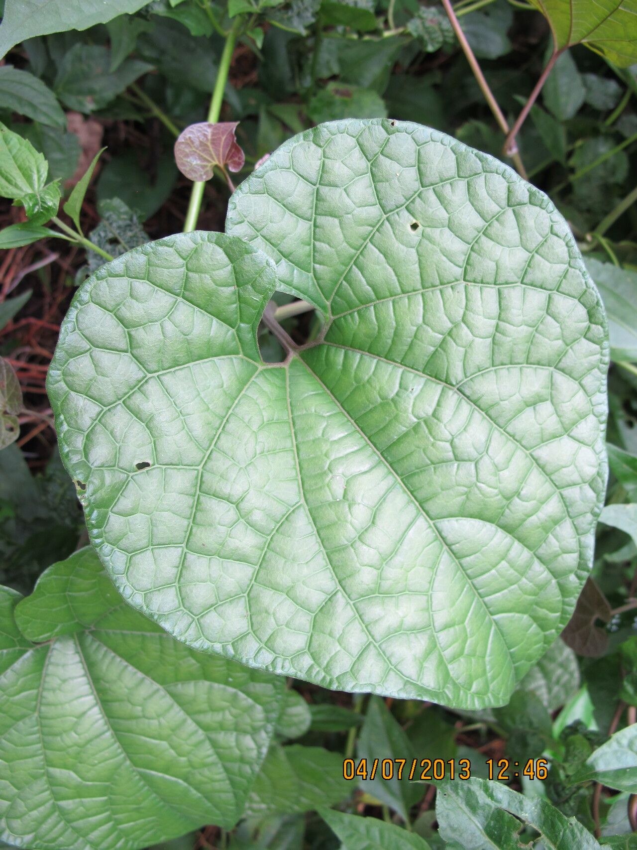 Aristolochia macrocarpa — search result for 'Aristolochia'