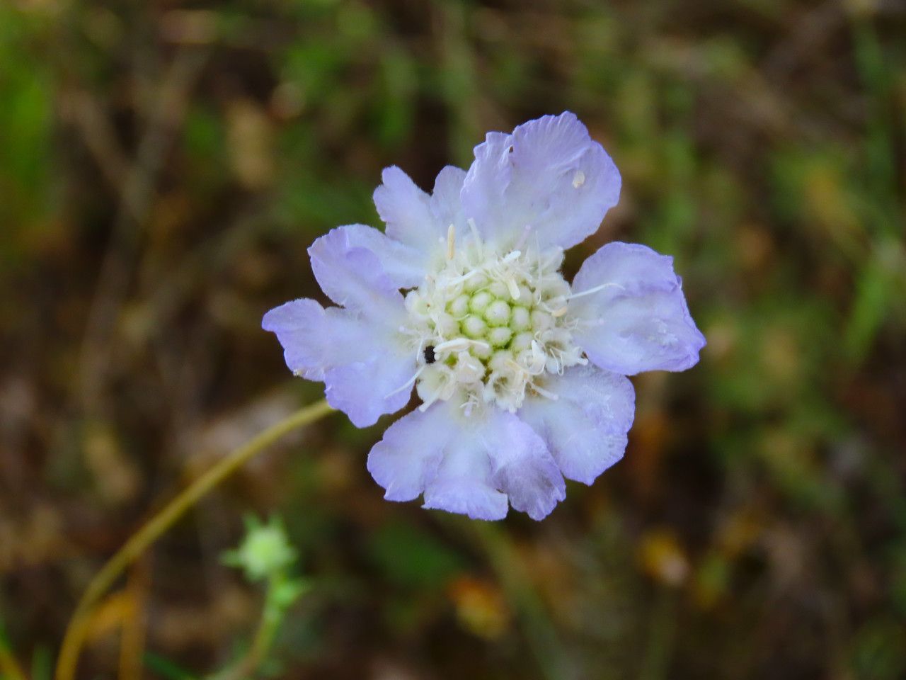 Lomelosia argentea flower