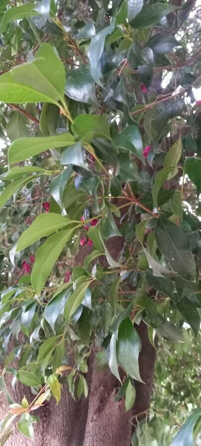 Syzygium smithii — search result for 'Myrtaceae'
