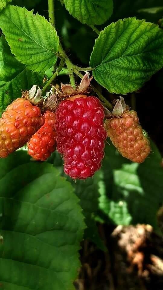 Rubus loganobaccus fruit