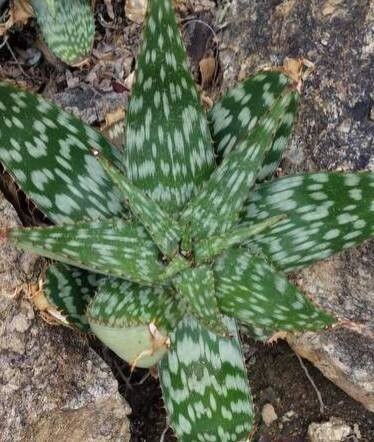 Aloe duckeri — houseplant care guide