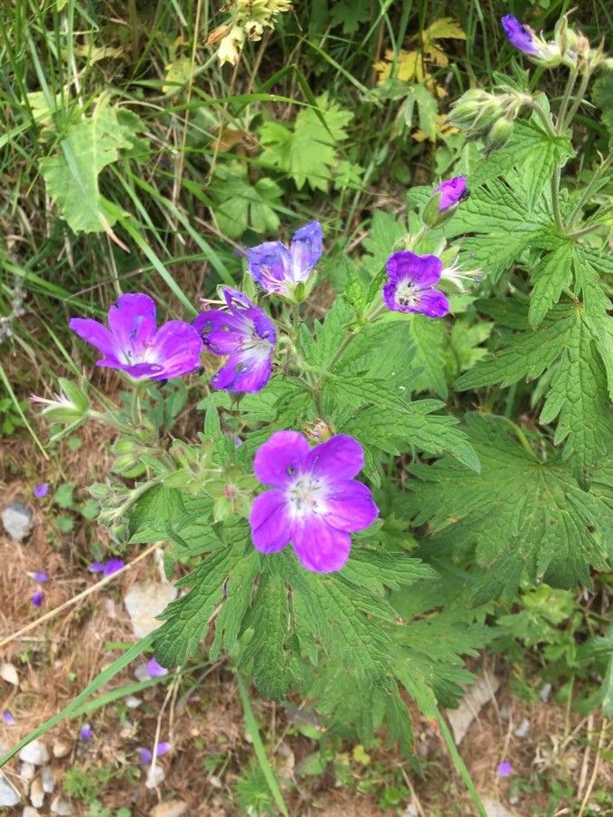 Geranium oreganum flower