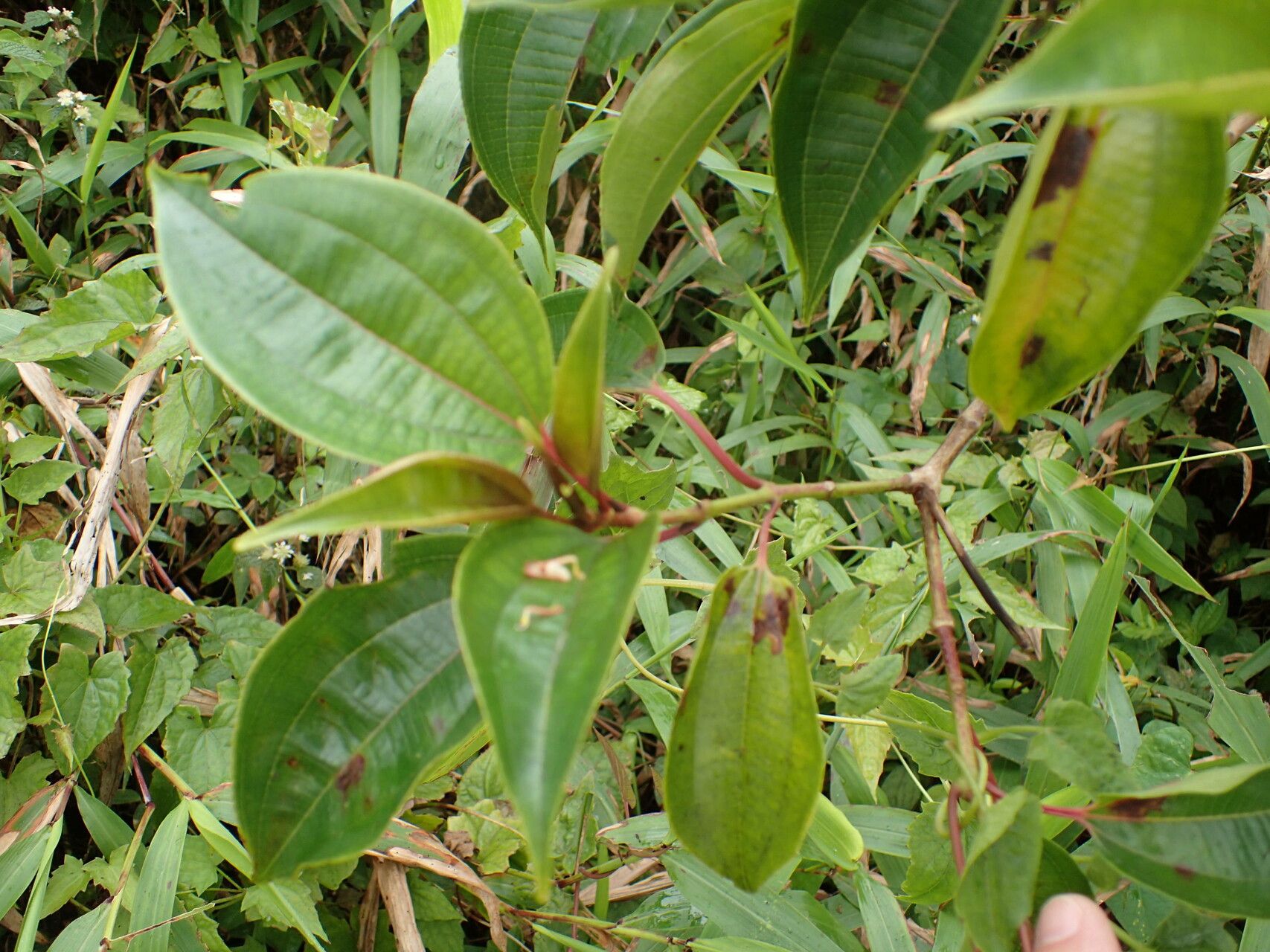 Miconia purpurea — houseplant care guide