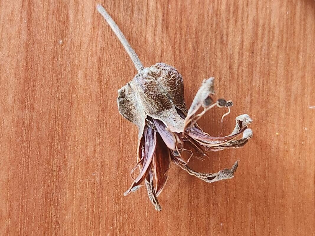 Cotyledon barbeyi flower
