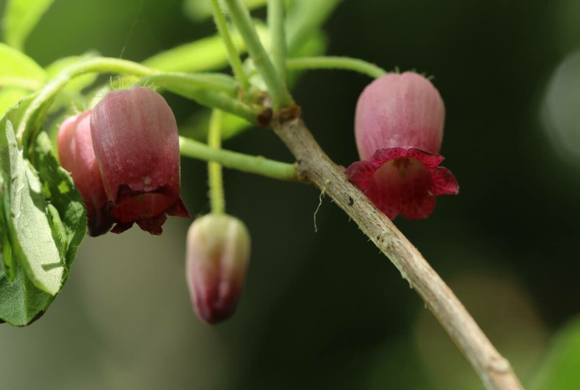 Rhododendron multiflorum — houseplant care guide