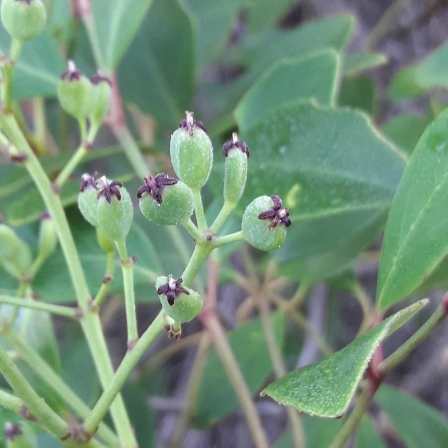 Polyscias dioica fruit