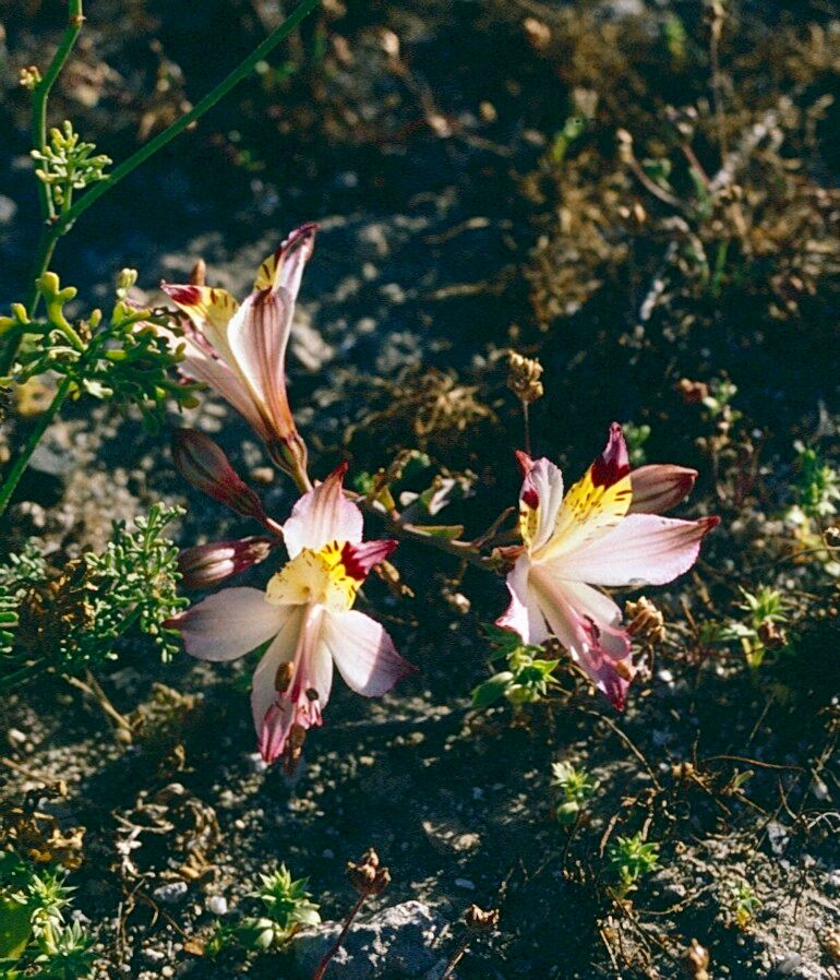 Alstroemeria diluta — related species from the same genus