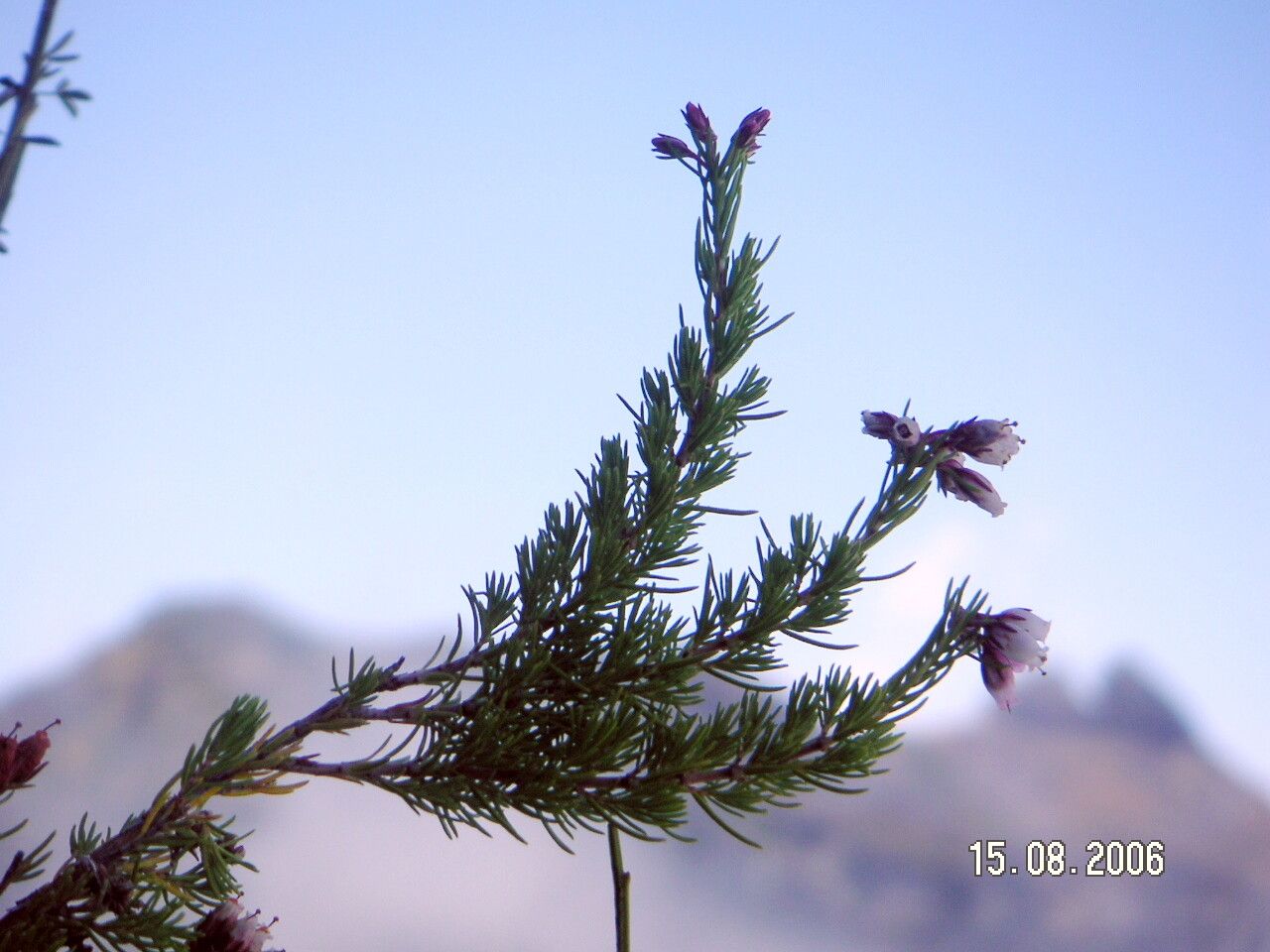Erica maderensis flower