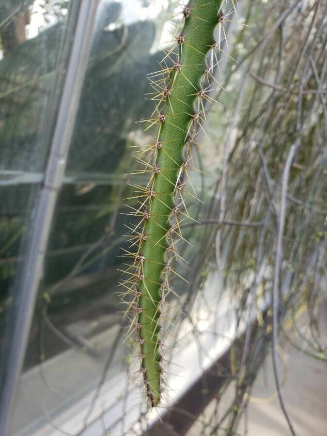 Pfeiffera ianthothele — related species from the same genus