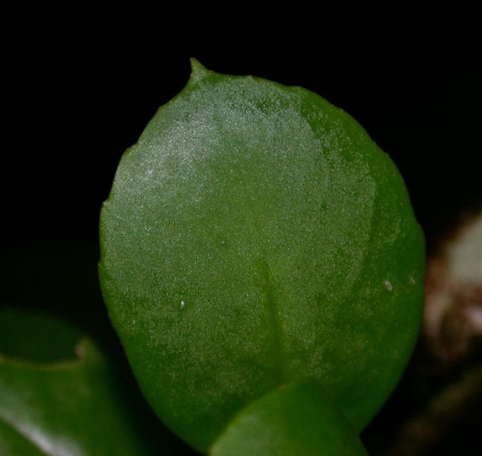 Codonanthopsis uleana — houseplant care guide