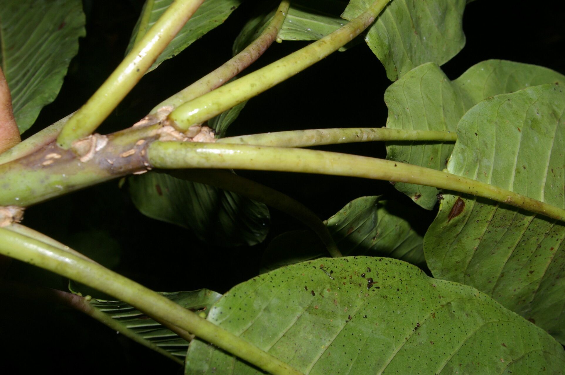 Sapium pachystachys fruit