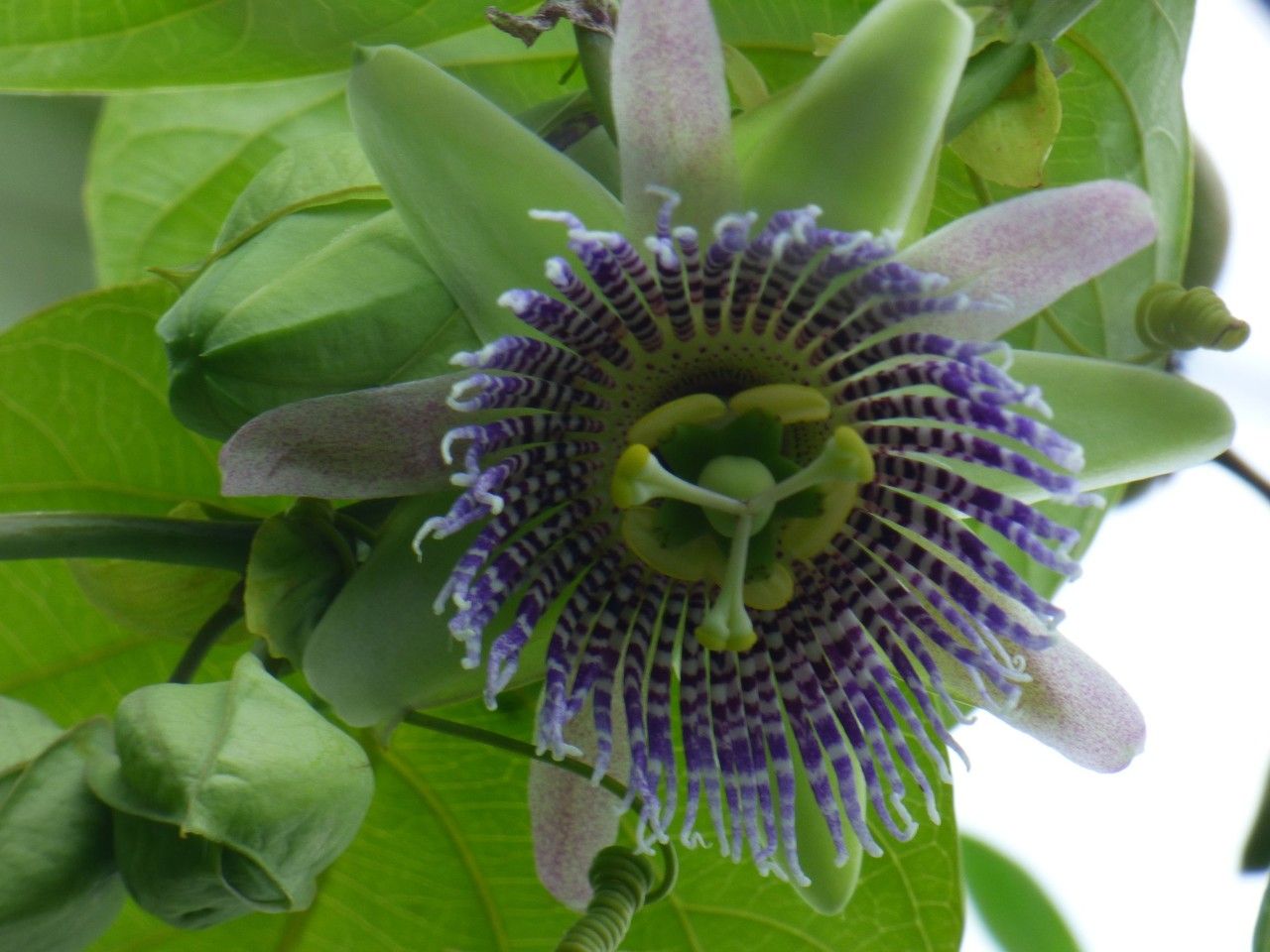 Passiflora ligularis flower