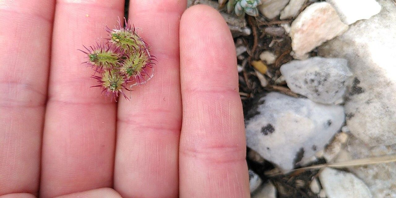 Orlaya platycarpos fruit