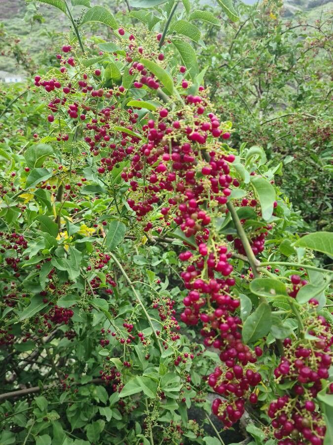 Bosea yervamora fruit
