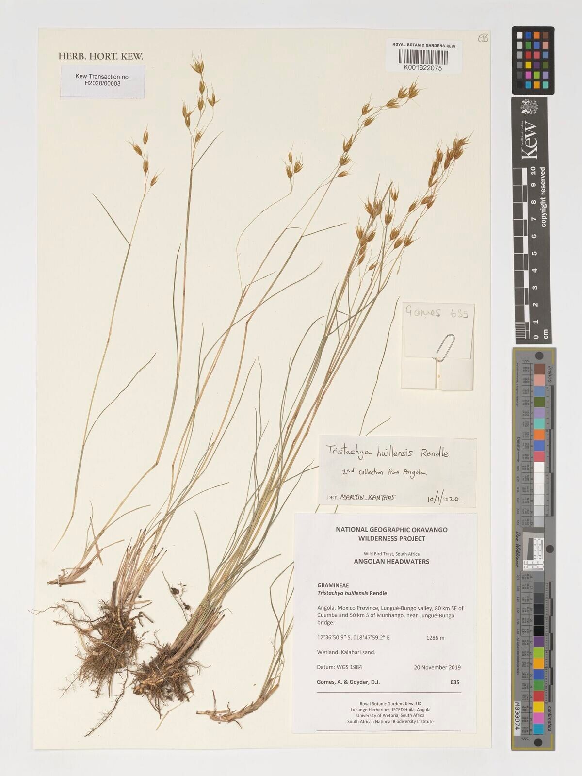 Tristachya huillensis — related species from the same genus