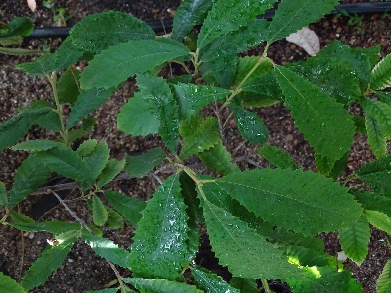 Callicoma serratifolia leaf