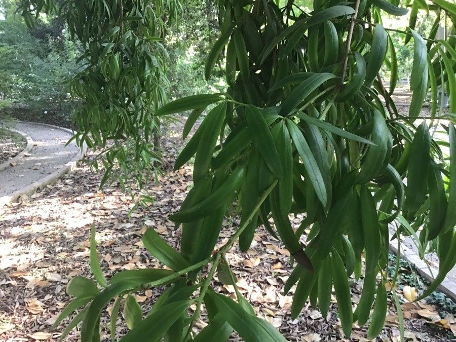 Podocarpus neriifolius — search result for 'Bhutan'