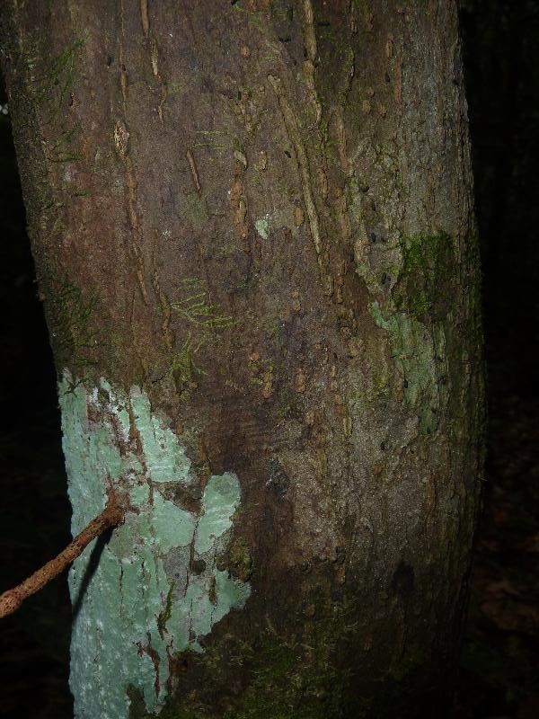 Pouteria melanopoda bark