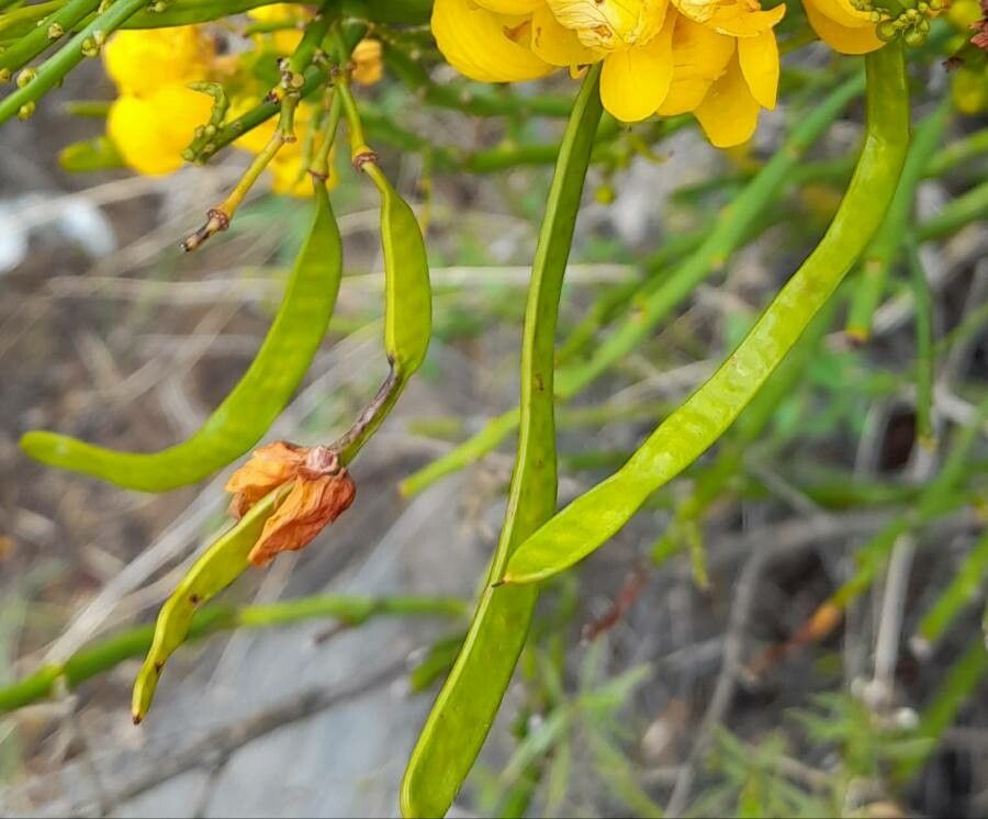 Senna crassiramea fruit