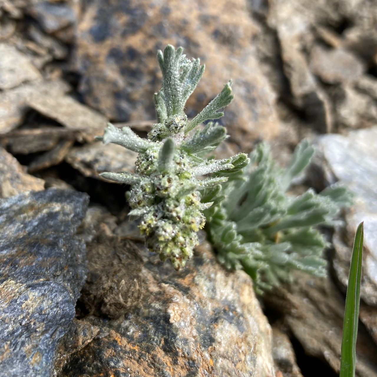 Artemisia genipi flower