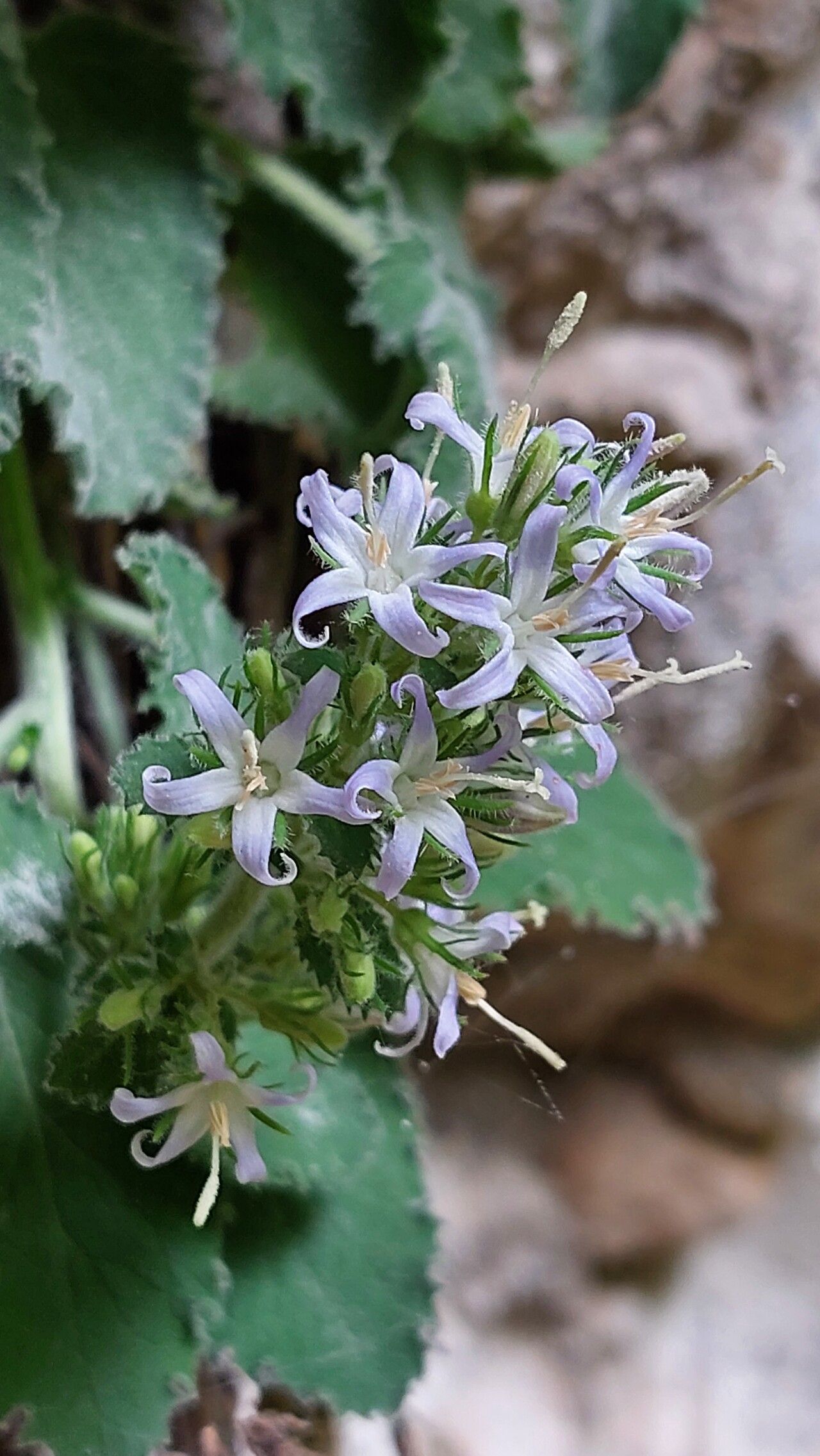Campanula elatinoides flower