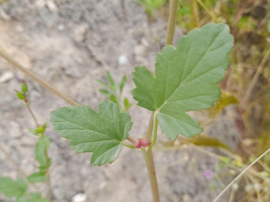 Erodium glaucophyllum — search result for 'Erodium'