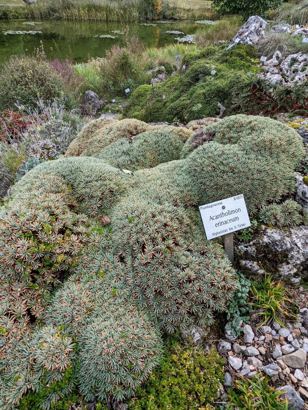 Acantholimon erinaceum habit