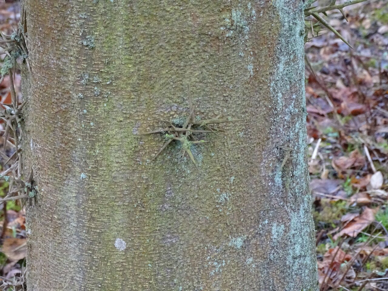 Gleditsia japonica bark