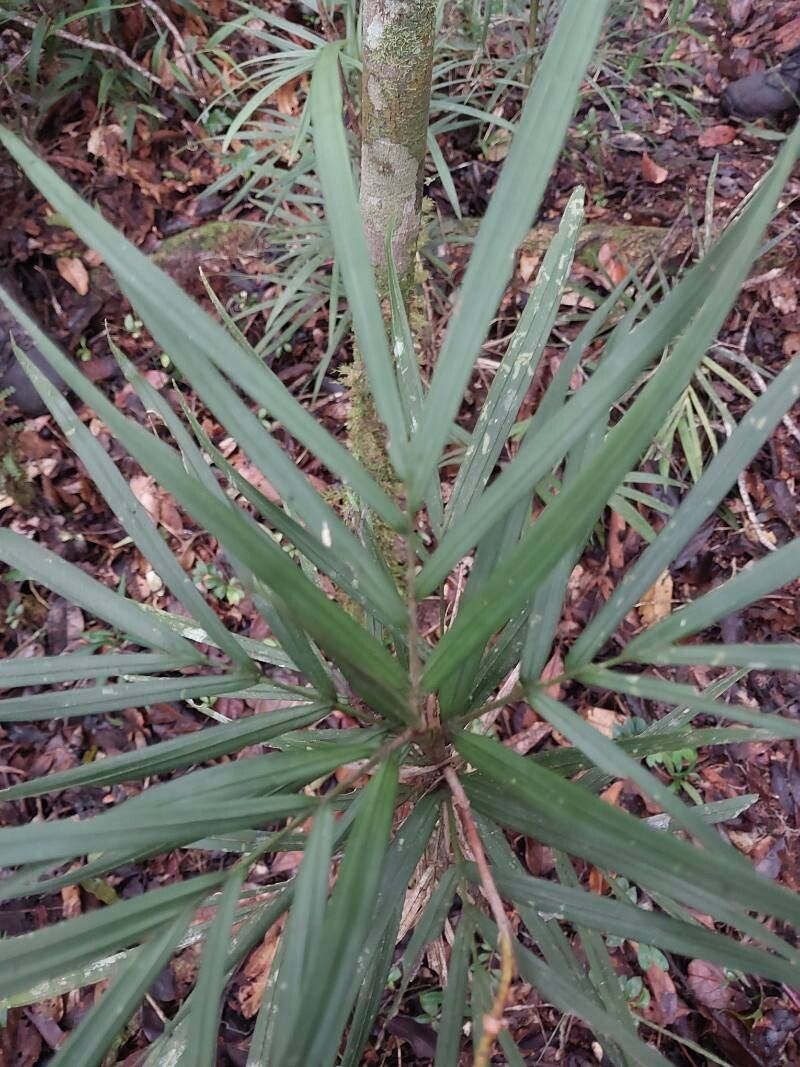 Dypsis heterophylla — houseplant care guide