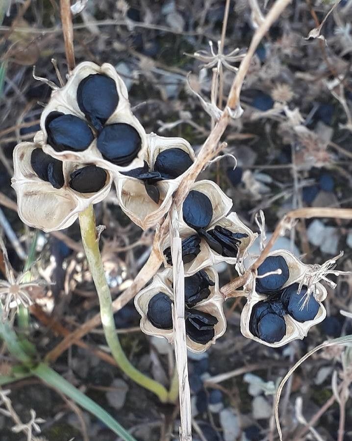 Dipcadi serotinum fruit