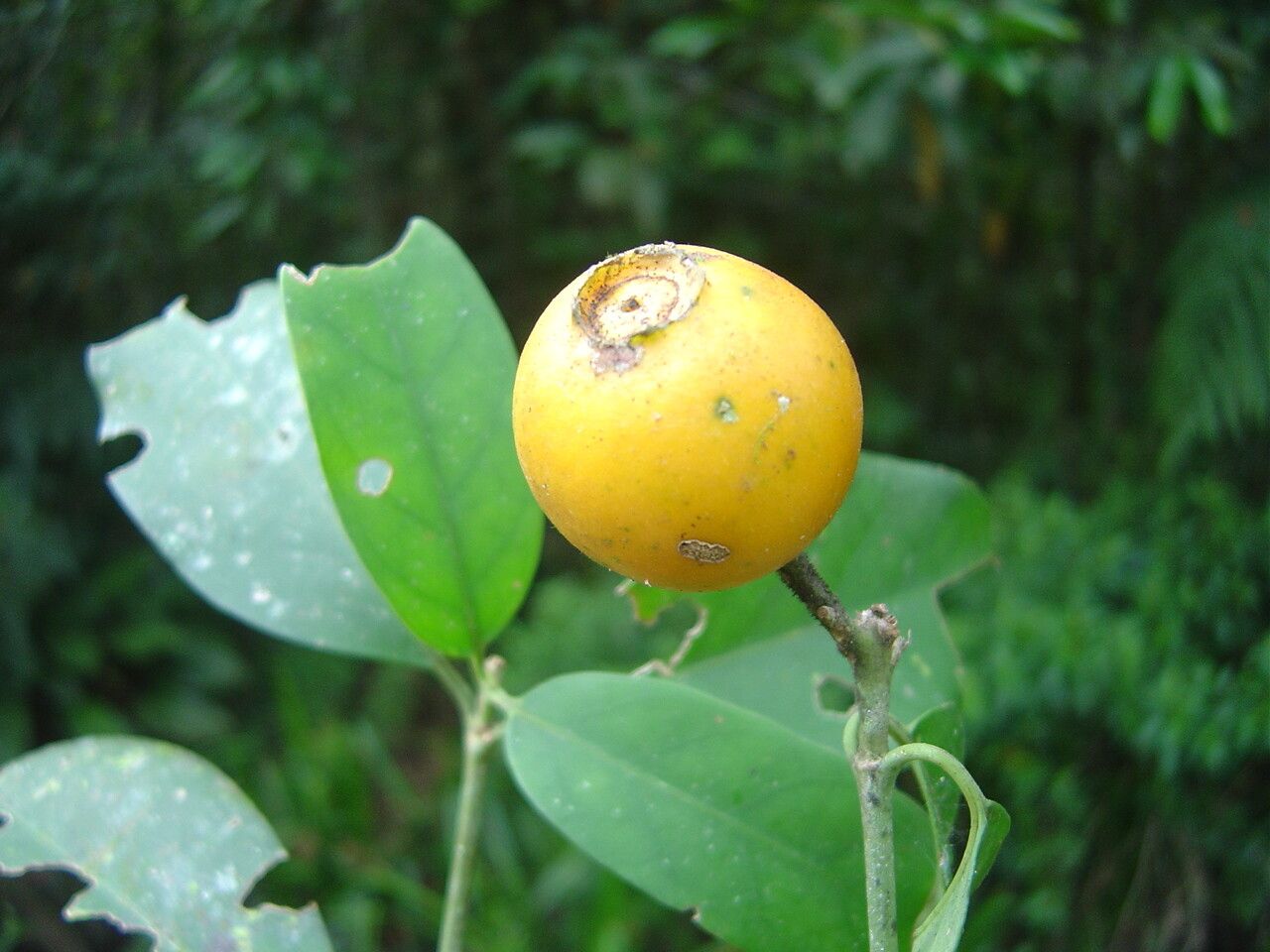 Posoqueria latifolia fruit