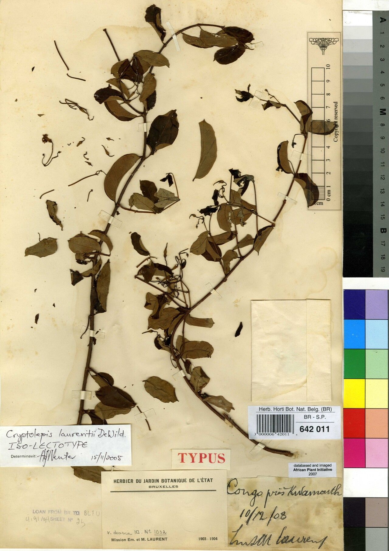 Cryptolepis laurentii — houseplant care guide