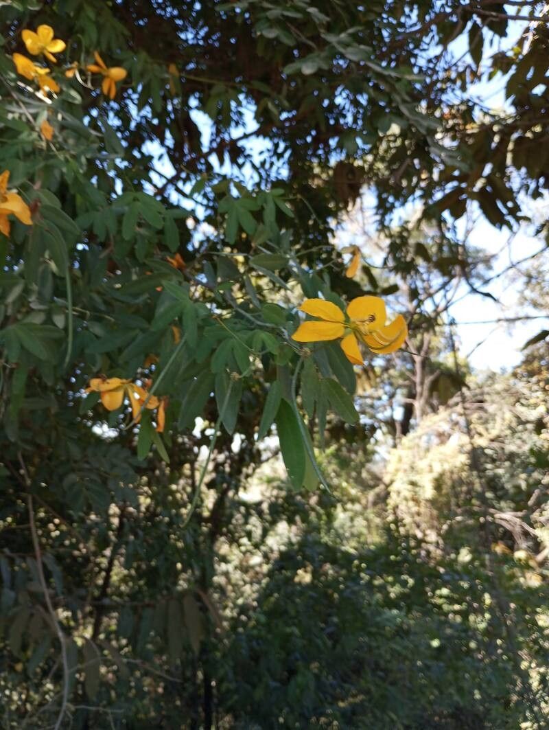 Senna splendida flower
