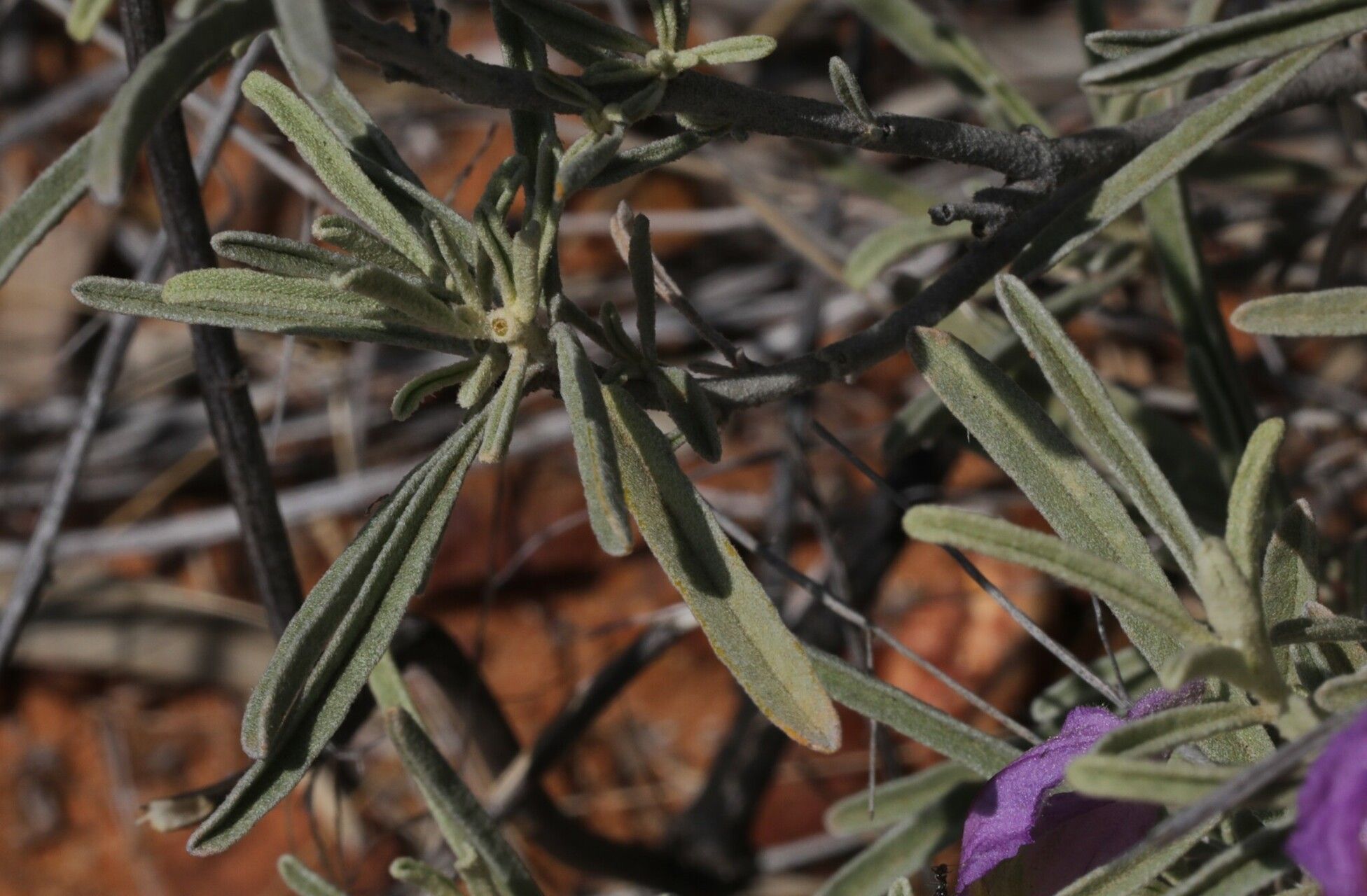 Solanum ammophilum — houseplant care guide