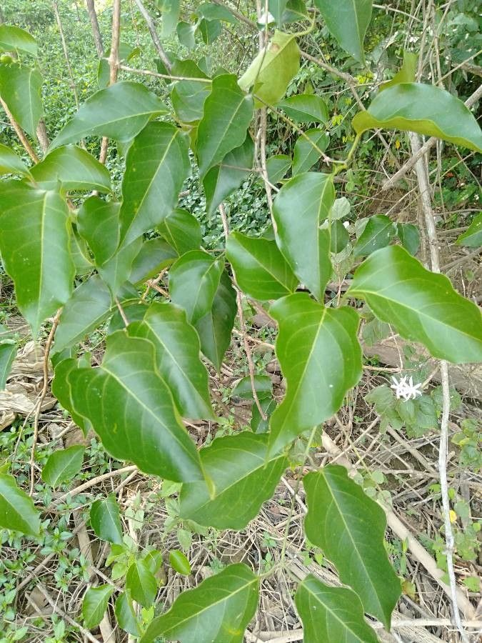 Jasminum malabaricum leaf