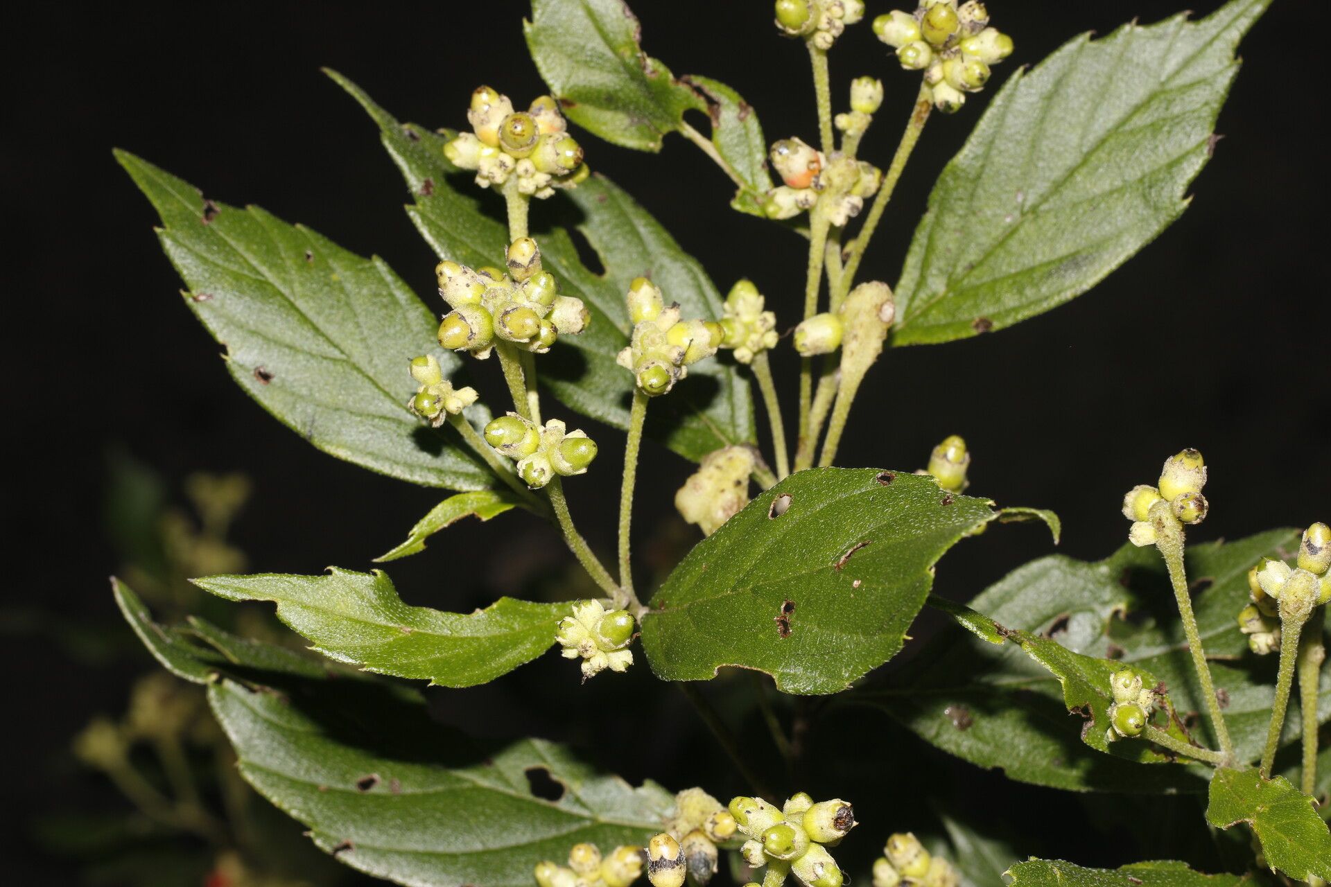 Varronia inermis leaf