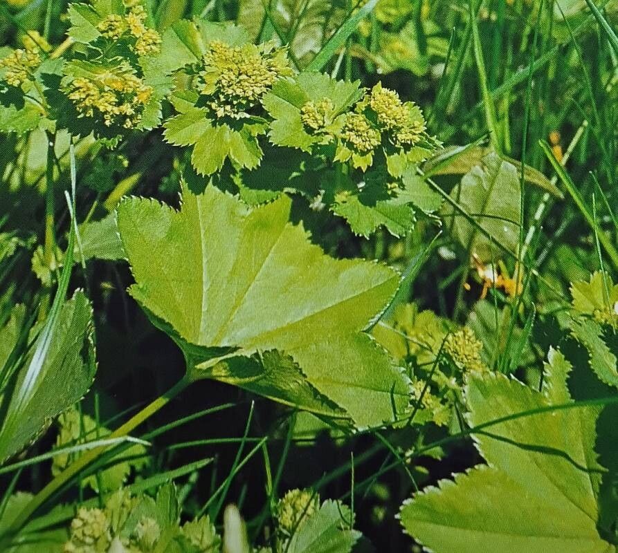 Alchemilla wichurae — houseplant care guide