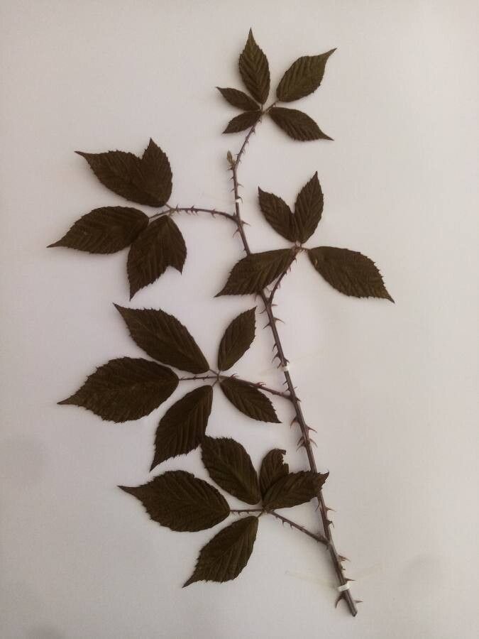 Rubus silvaticus leaf