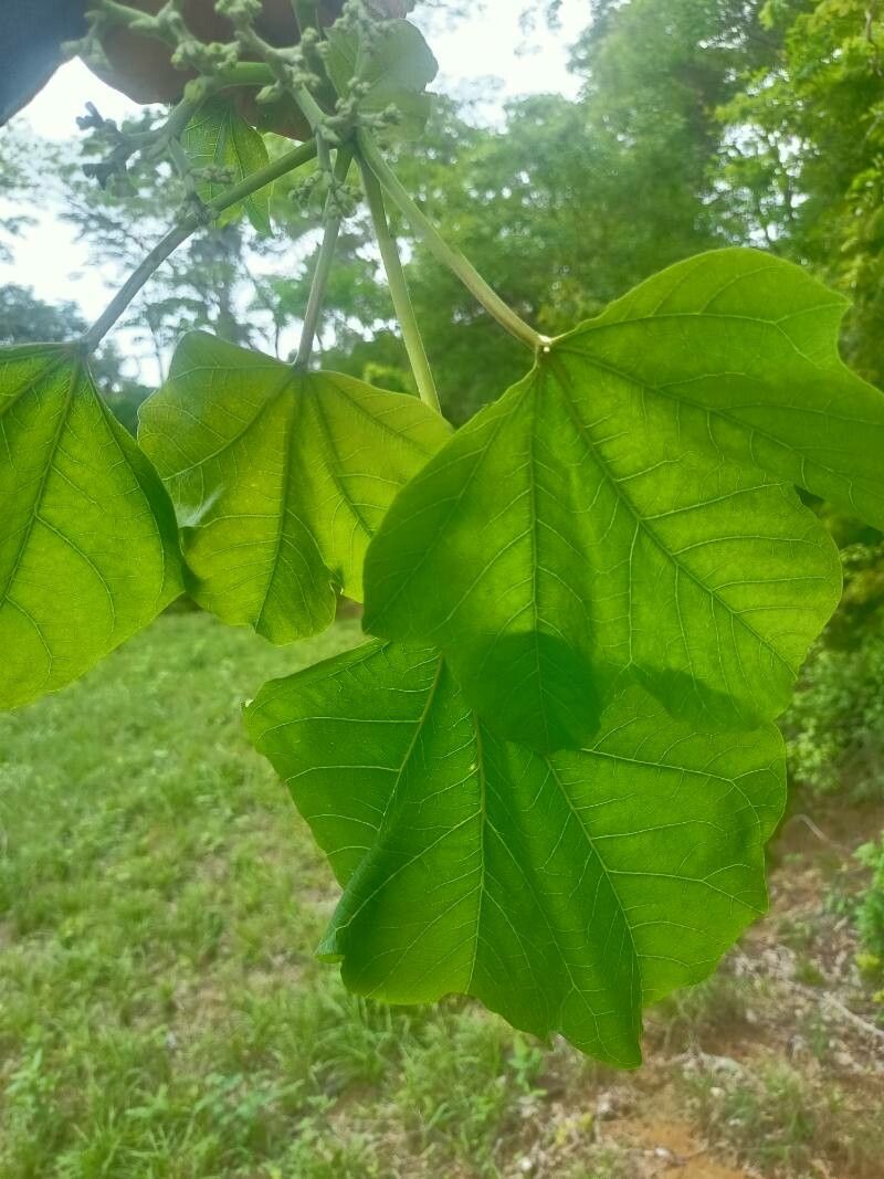 Cnidoscolus oligandrus — houseplant care guide