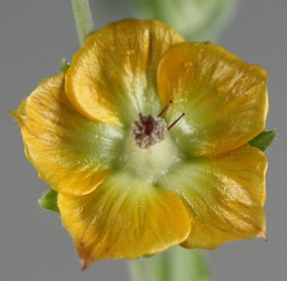 Abutilon auritum flower