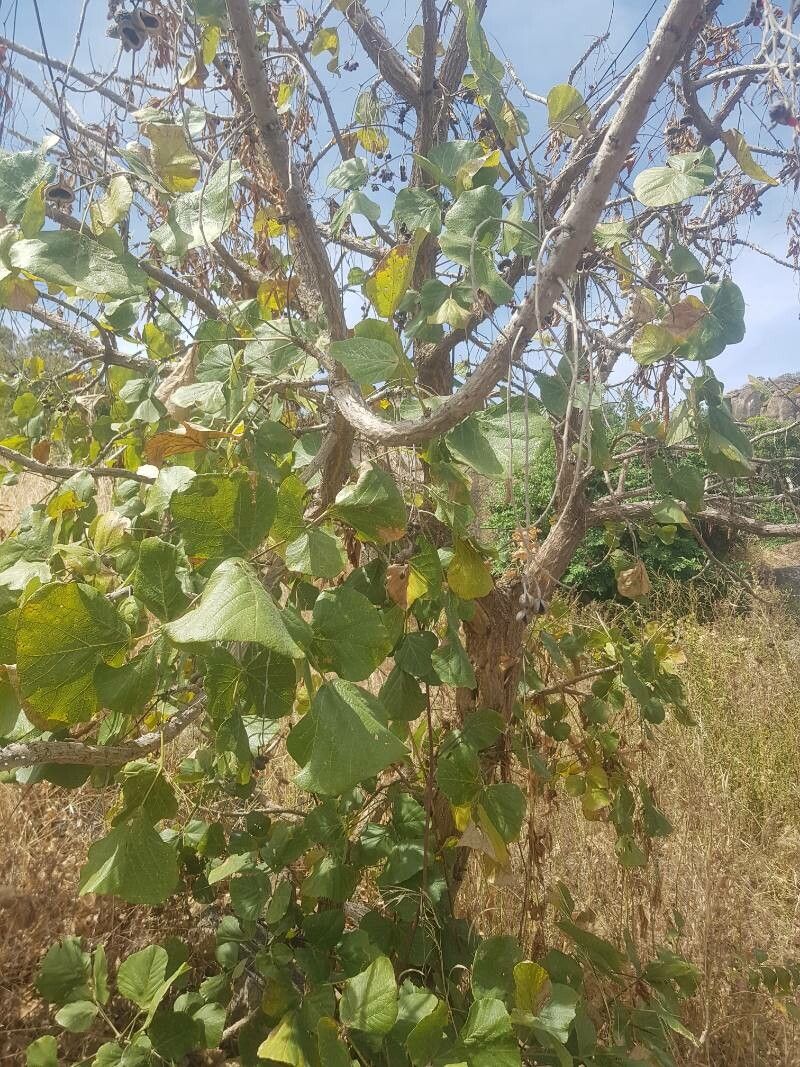 Erythrina sigmoidea habit