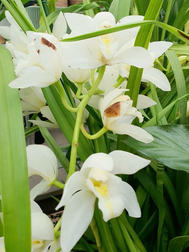 Calanthe amboinensis habit