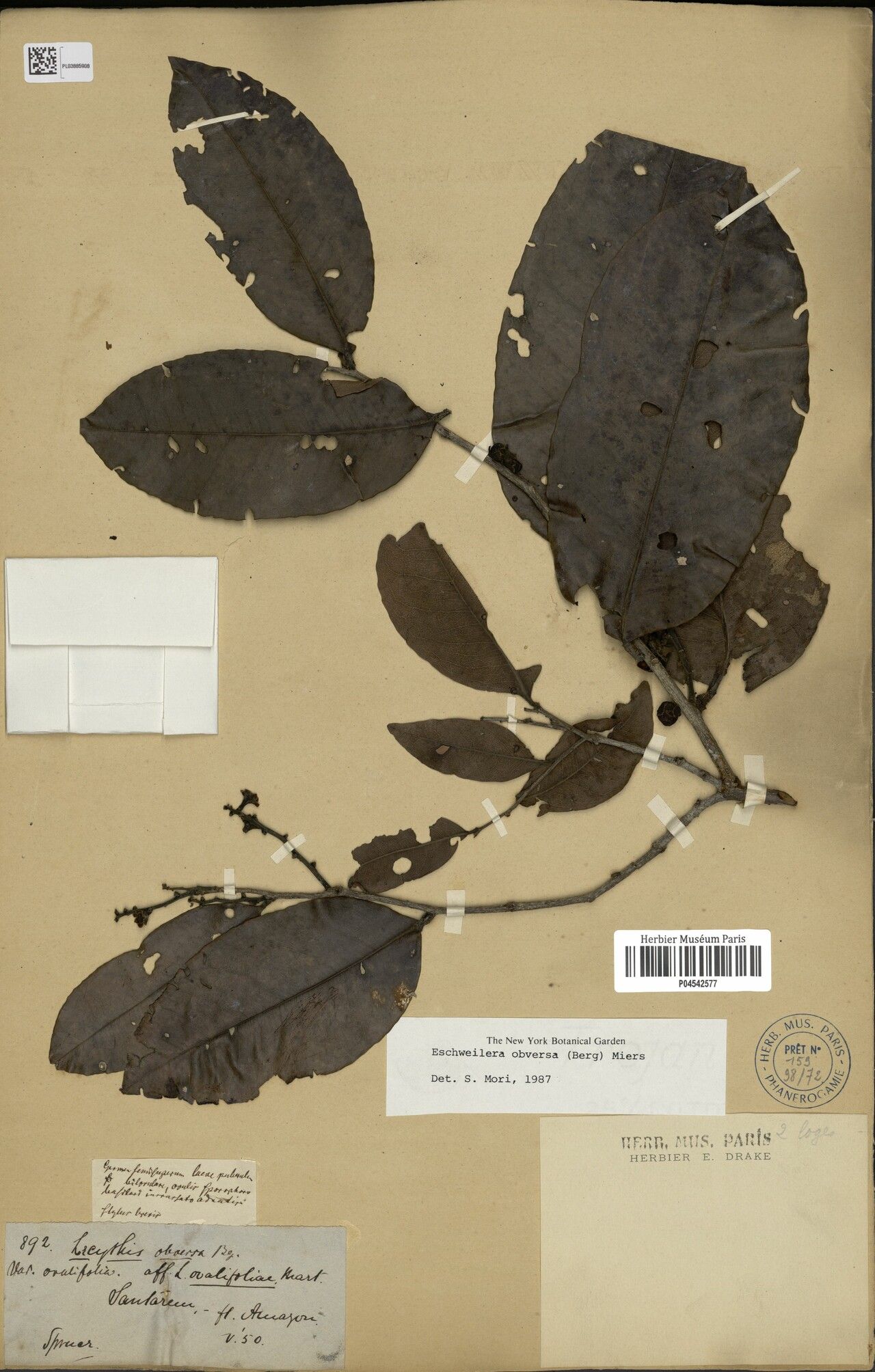 Eschweilera obversa — houseplant care guide