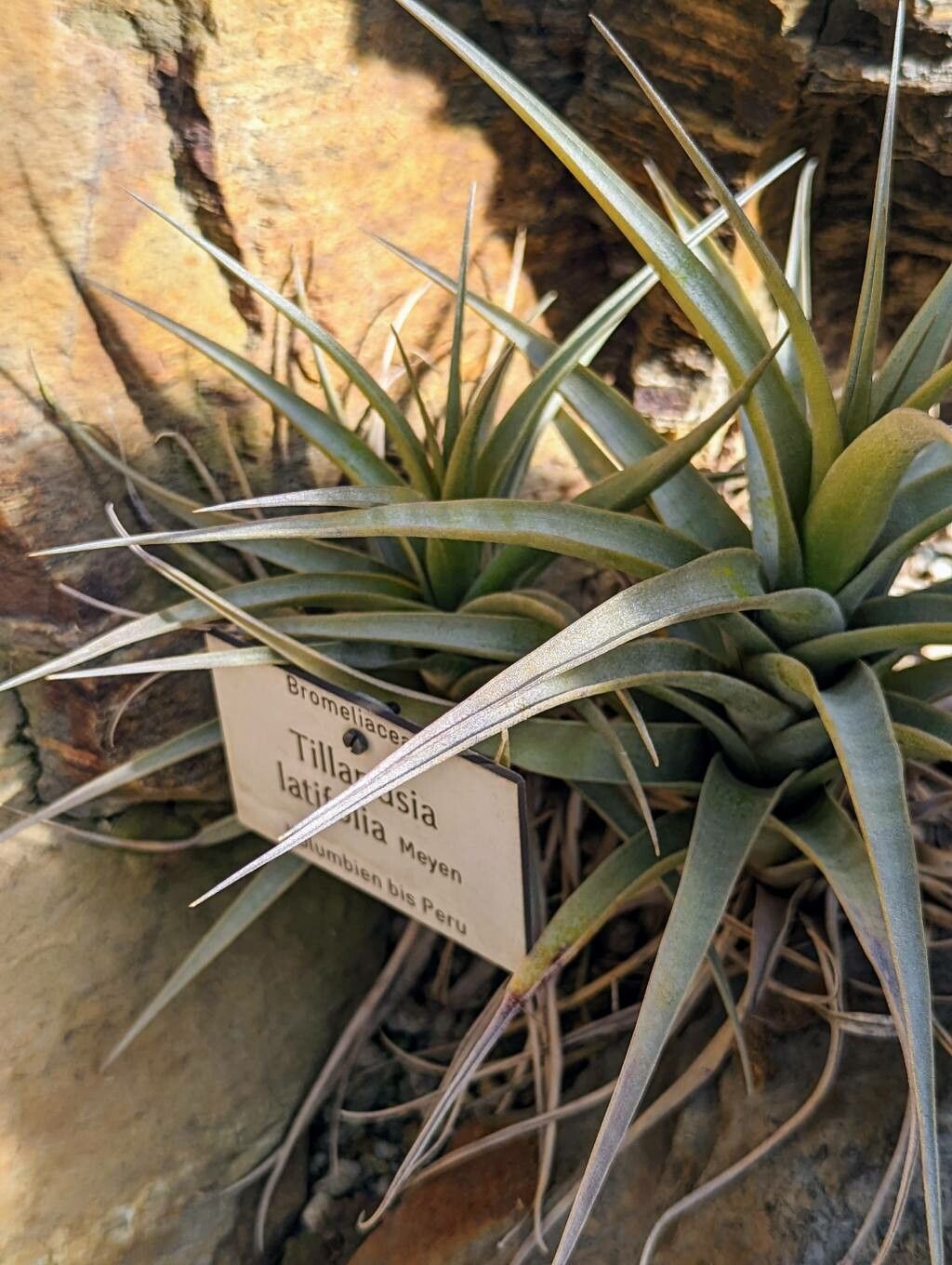 Tillandsia latifolia leaf
