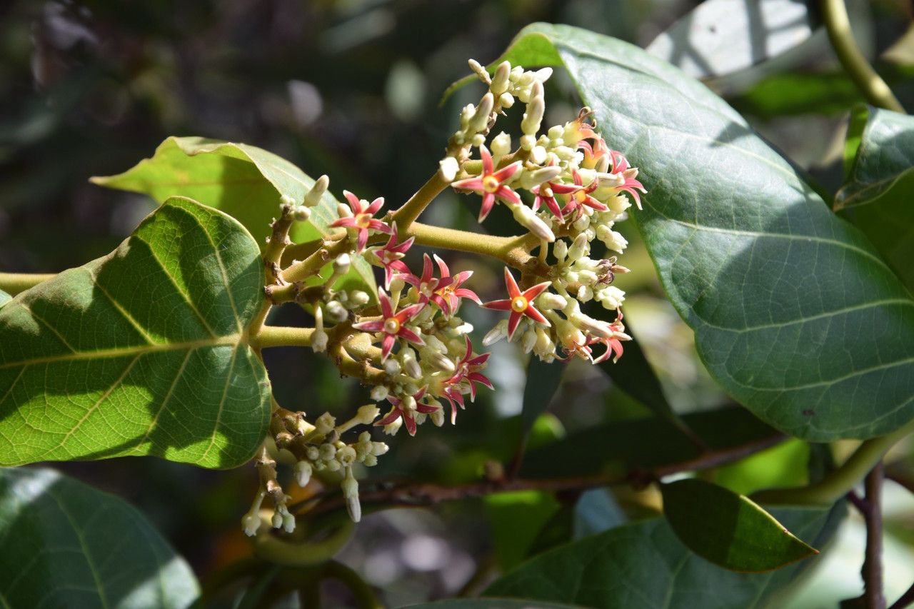 Parsonsia catalpicarpa fruit