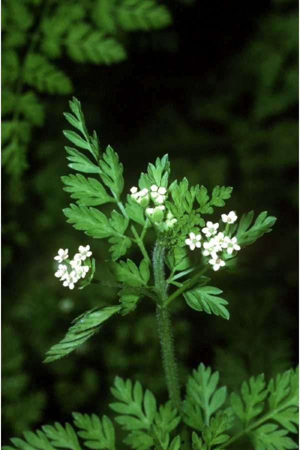 Chaerophyllum procumbens flower