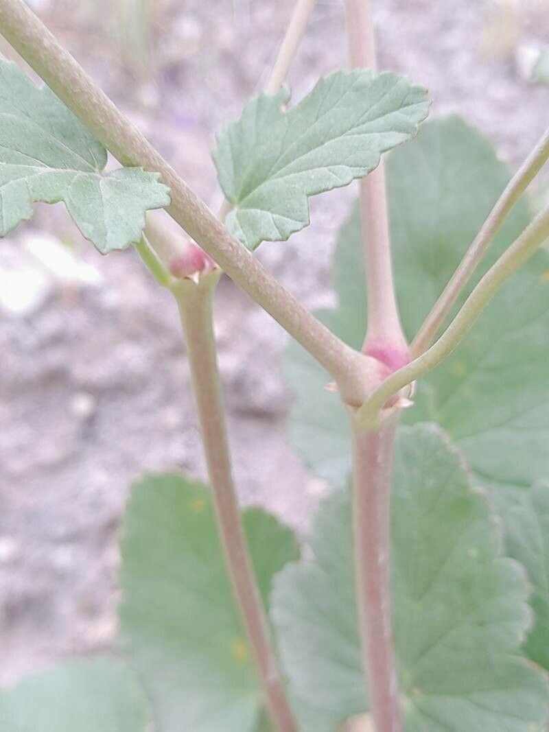 Erodium glaucophyllum bark